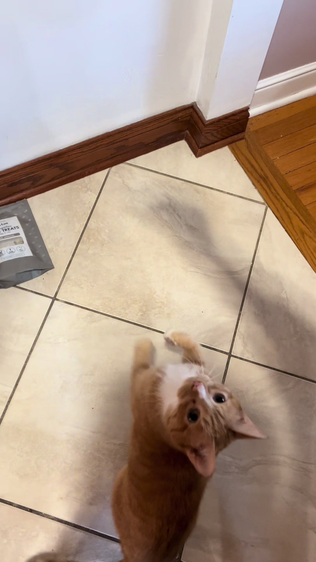 TikTok post by @catchycats for King Lou. Caption reads: [...] snack #minnows #pettreat #freezedried....