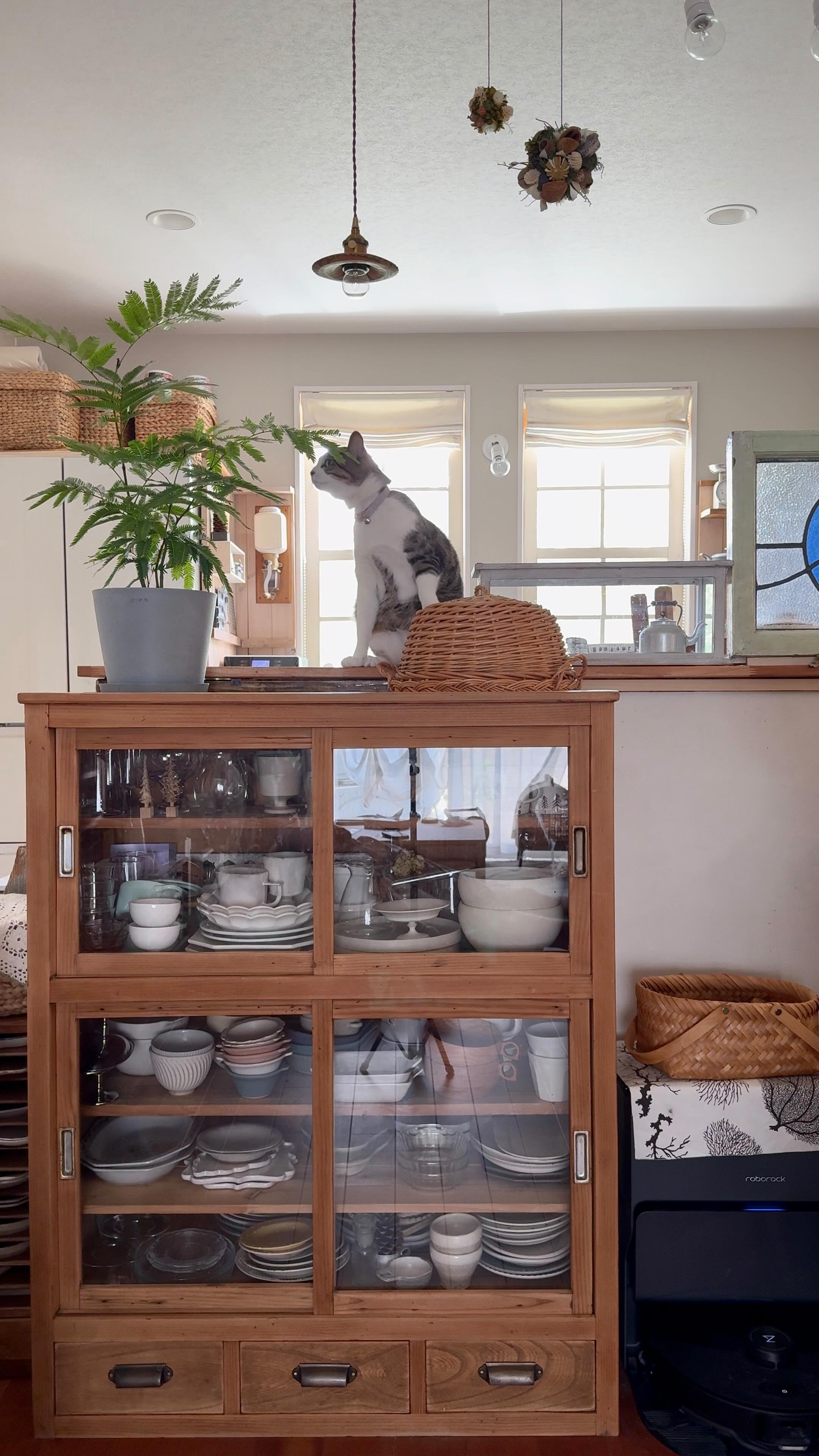 Instagram post by @kokkomacha for ANDPLANTS. Caption reads: ＼グリーンのある暮らし／
⁡
⁡
⁡
猫と暮らすようになって
諦めていた観葉植物
⁡
今まであったグ....