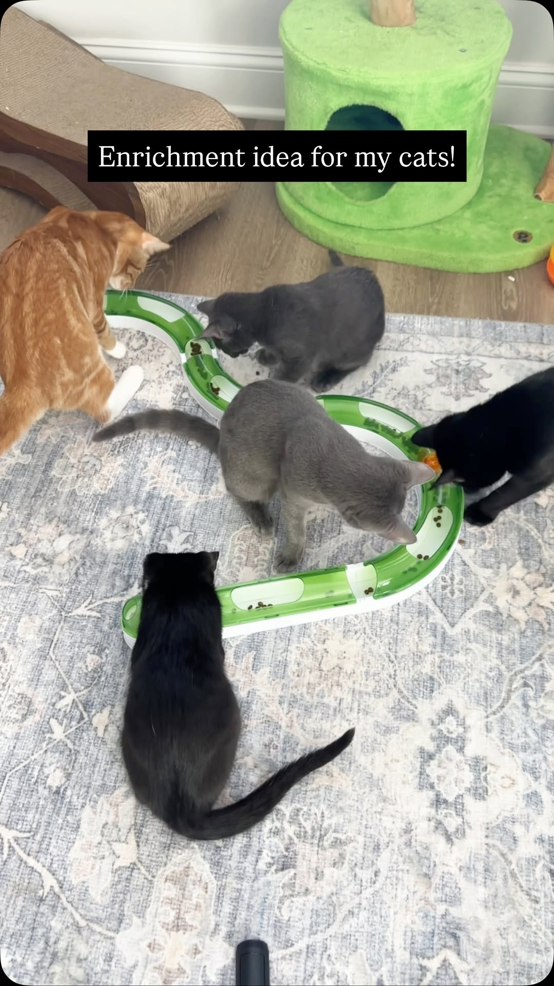 Instagram post by @herhouseofcats for Earthborn Holistic Pet Food. Caption reads: I seen this cat toy and immediately thought it....