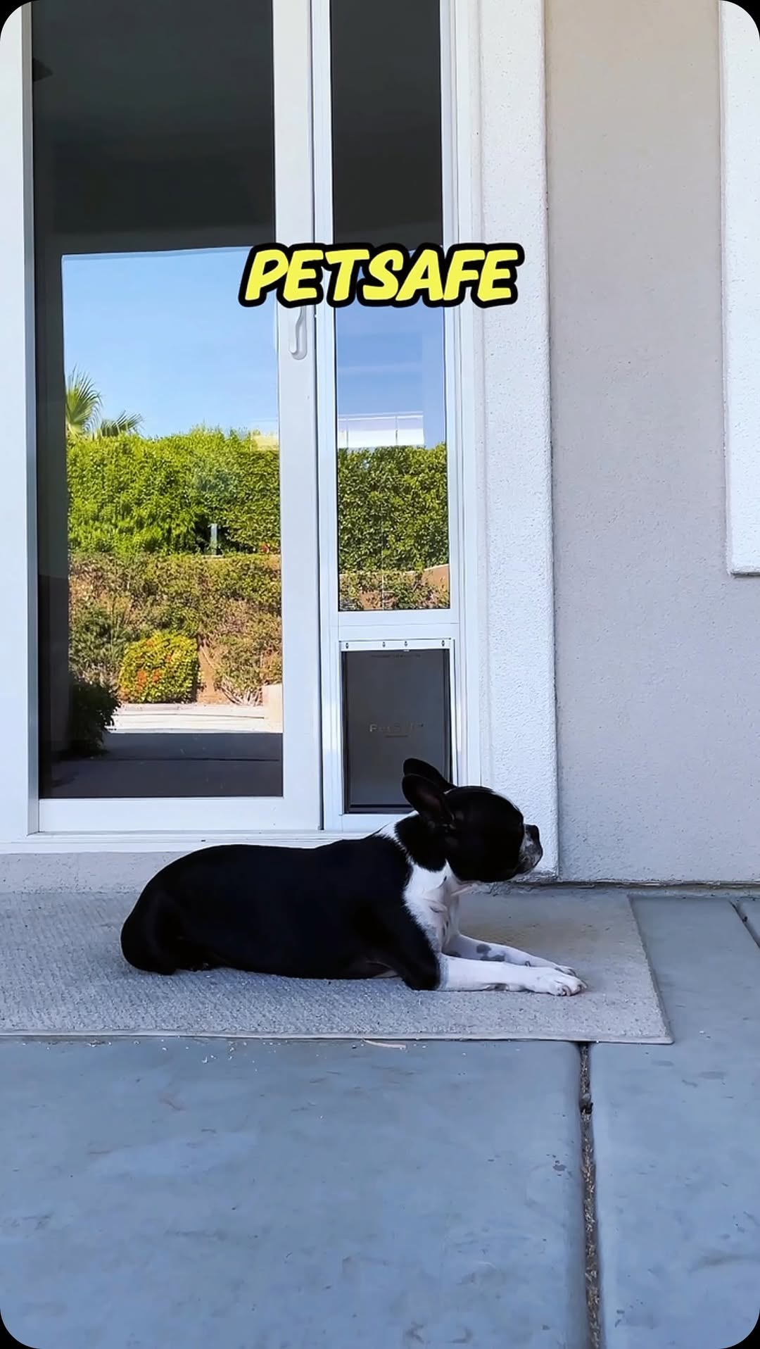 Instagram post by @whenashmetbowser for Petsafe. Caption reads: When you’re tired of being a doorman for your dog!....
