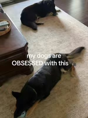 TikTok post by @hannyybananie for Woof Pet. Caption reads: [...] #germanshepherd #woof #pupsicle @Woof Pet.