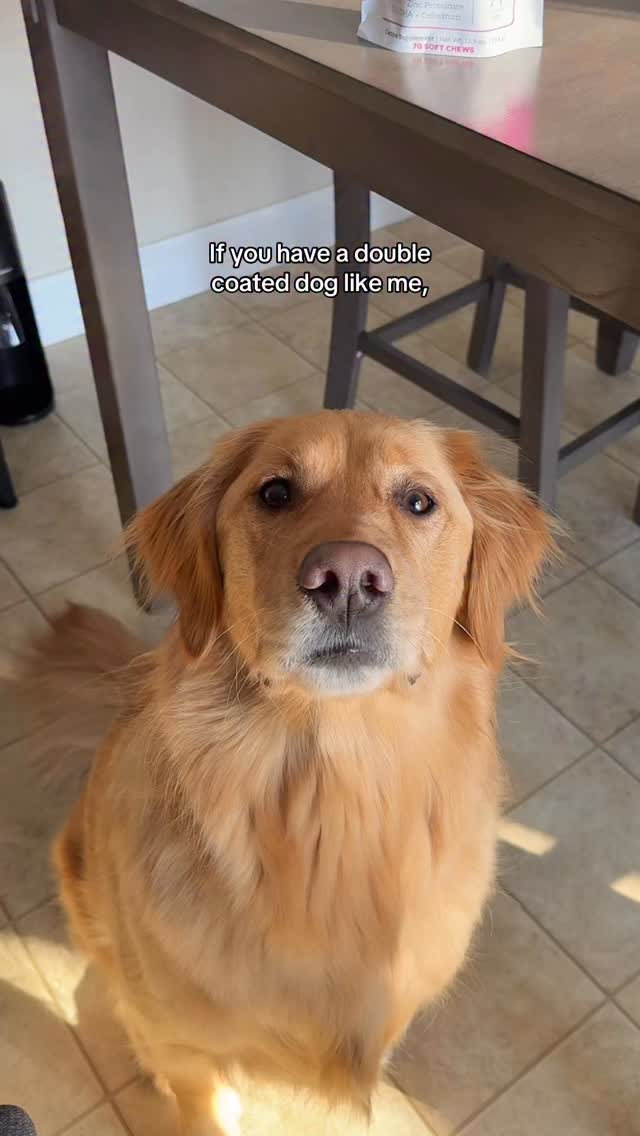 Instagram post by @cashthegoldennnn for NutriSource Pet Foods. Caption reads: [...] AmpliFull is our secret 🤫....