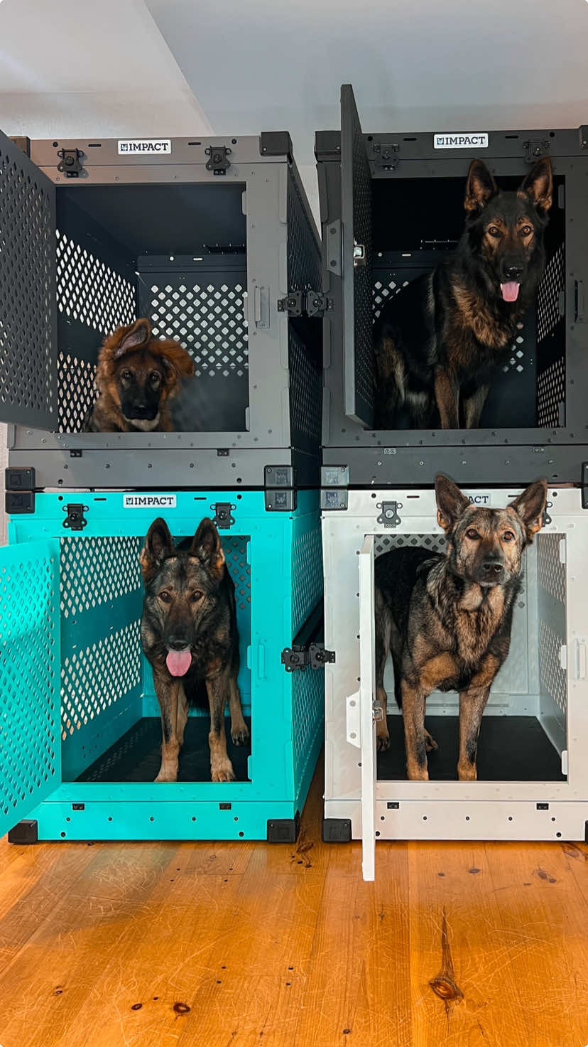 TikTok post by @jadethesablegsd for Impact Dog Crates. Caption reads: [...] this potentially deadly condition. @Impact....