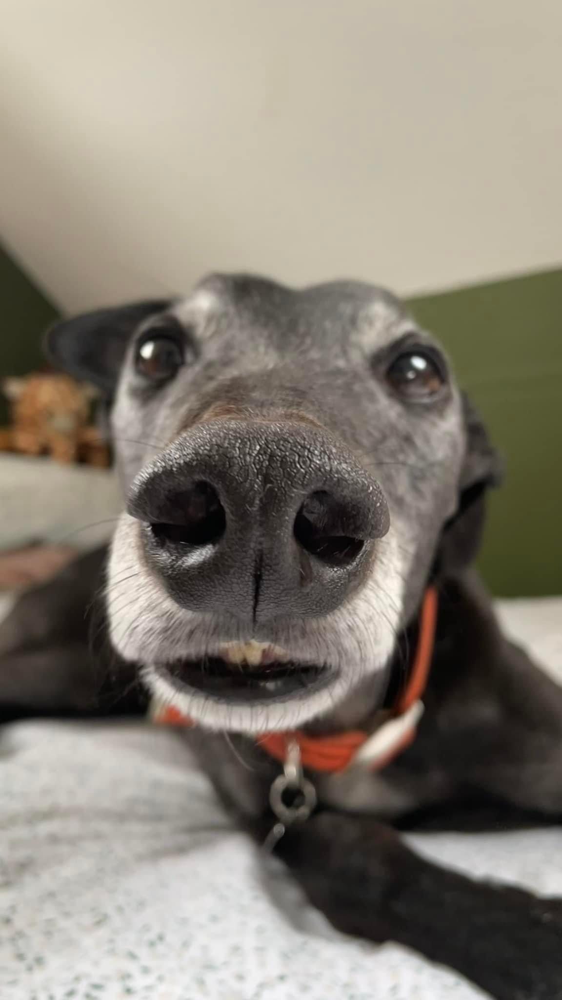 Instagram post by @mick.be.slick for Butternut Box. Caption reads: I always want the best for my boi and his health,....