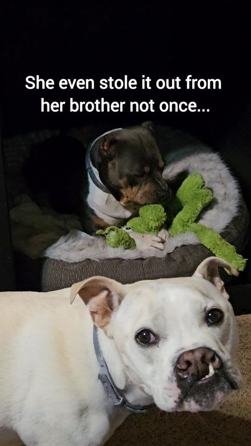 Instagram post by @maisythebarnhippo for Impact Dog Crates. Caption reads: [...] cannot believe Lottie went into the....