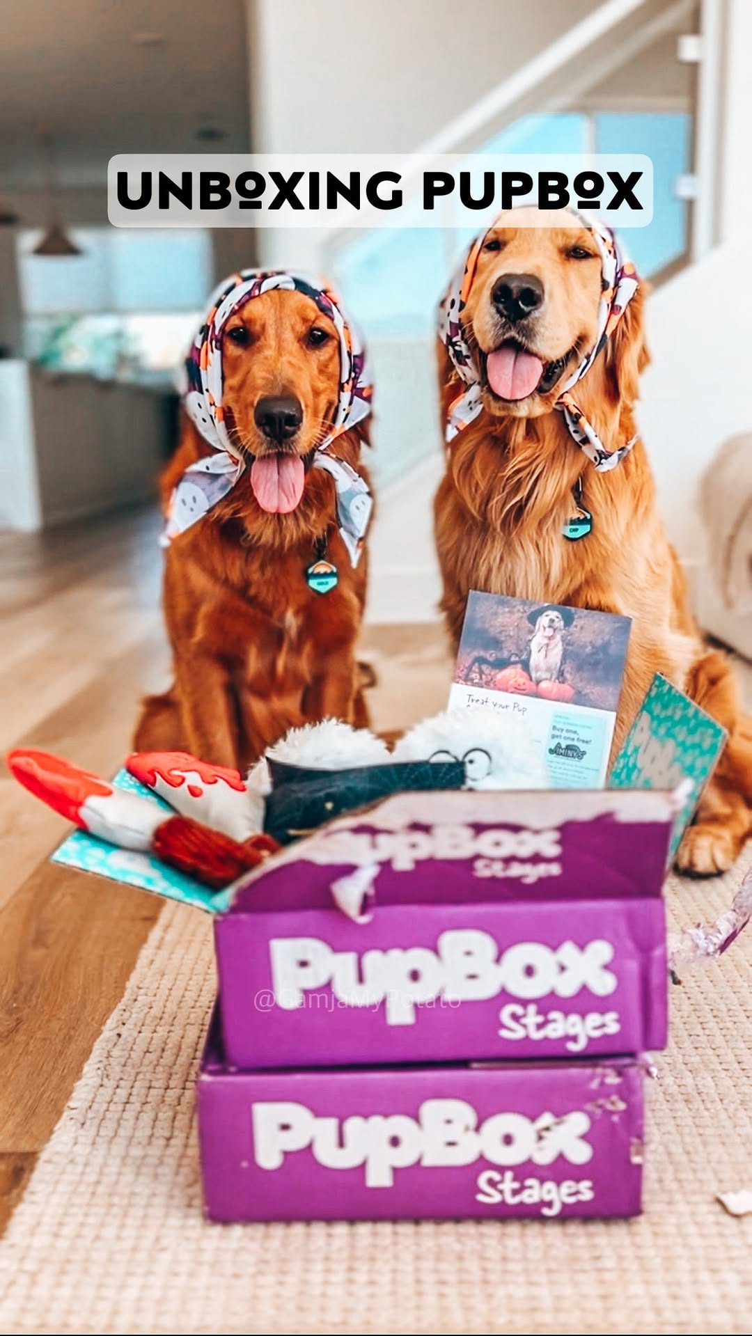 Instagram post by @gamjamypotato for PupBox. Caption reads: Did we scare you? 👻 

•ᴥ• code GAMJACHIP for....