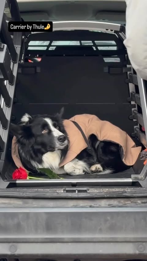 Instagram post by @parkour.ninja for Thule. Caption reads: [...] Bring them everywhere with a @thule Allax .....