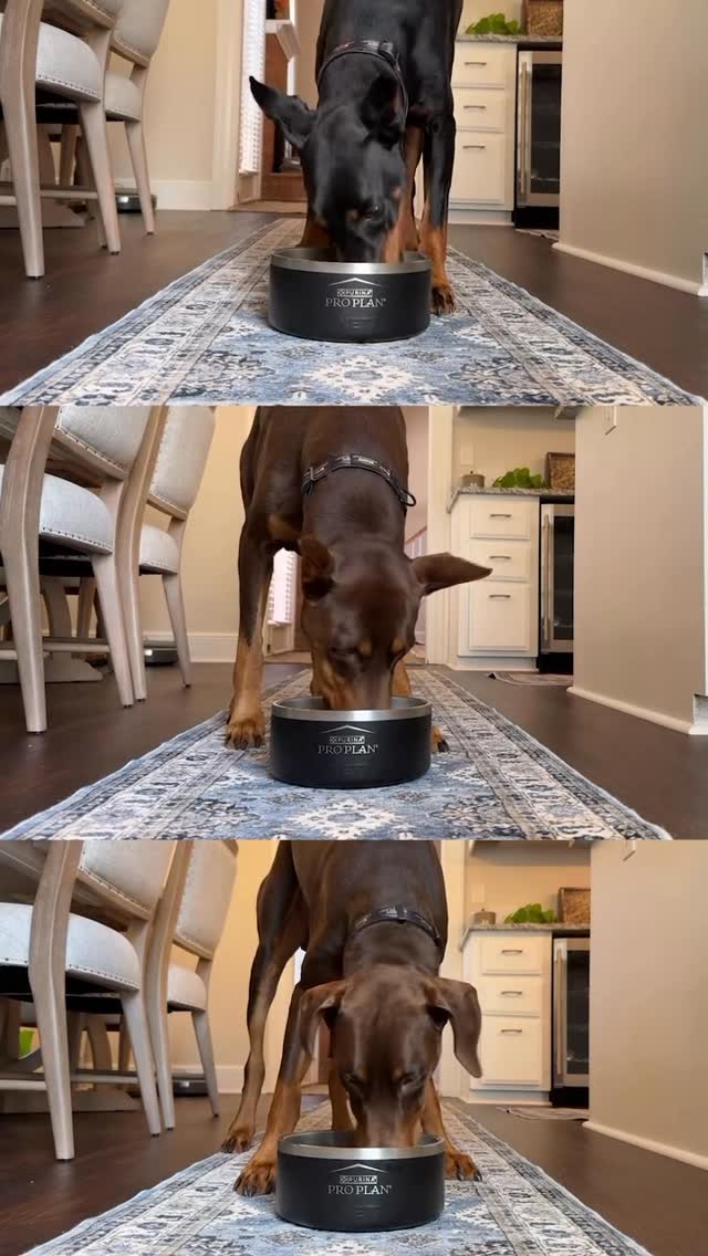 Instagram post by @suavexavier_ for PURINA PRO PLAN. Caption reads: Keep your dogs fueled the right away....