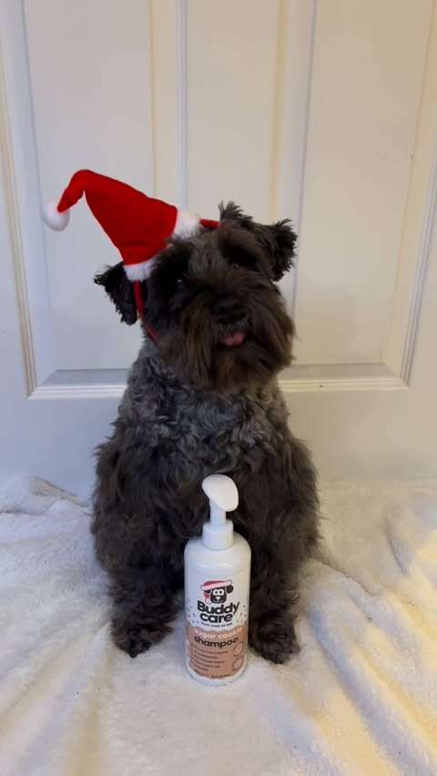 Instagram post by @its_little_eddy for Buddycare Grooming. Caption reads: Happy December Eve! You know what that means… only....