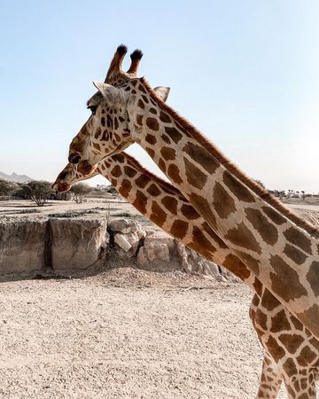 Instagram post by @moalahbabi for Samsung Gulf. Caption reads: [...] like Samsung #GalaxyS20FE @SamsungGulf....