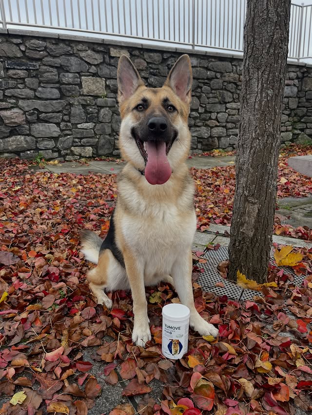 Instagram post by @_thelifeofleia for YuMOVE. Caption reads: [...] knowing that she’s supported by @yumove_uk....