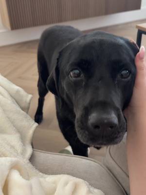 TikTok post by @laurengartland for Minky Homecare. Caption reads: @Minky Homecare my life saver the last few weeks!!....