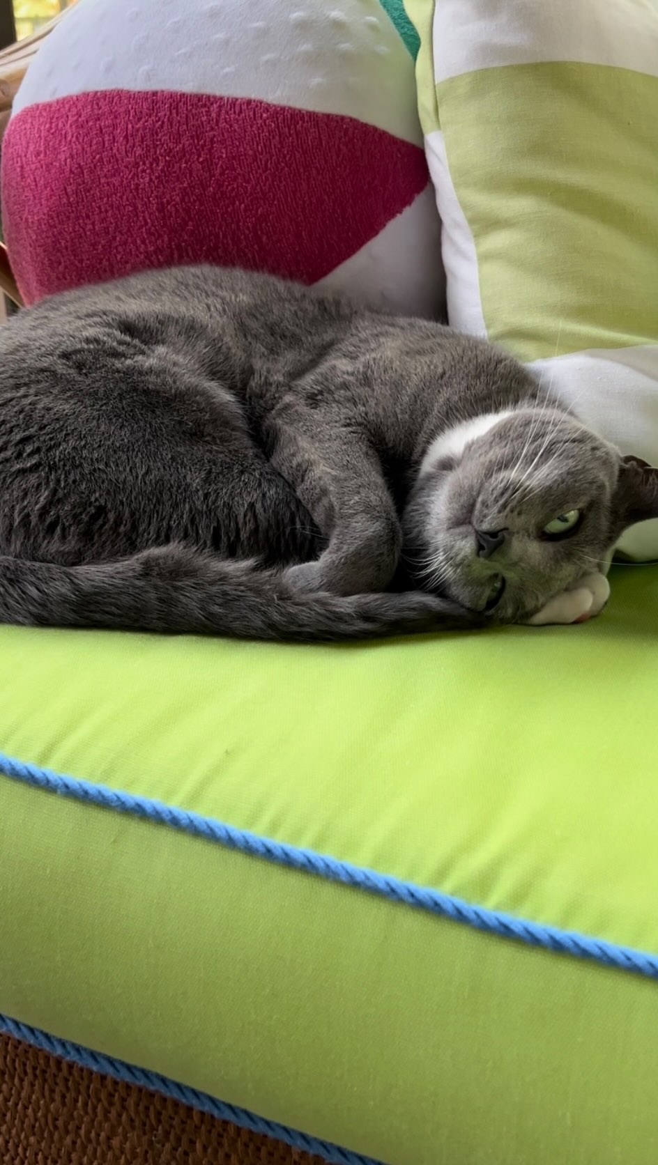 Instagram post by @purrfectinfluencer for Cats of Instagram. Caption reads: How many cats do you own? 😘♥️

#fblifestyle....