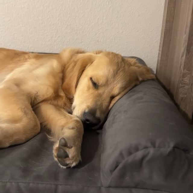 Instagram post by @goodasgoldens for Big Barker. Caption reads: [...] getting a lot of beauty sleep on his....
