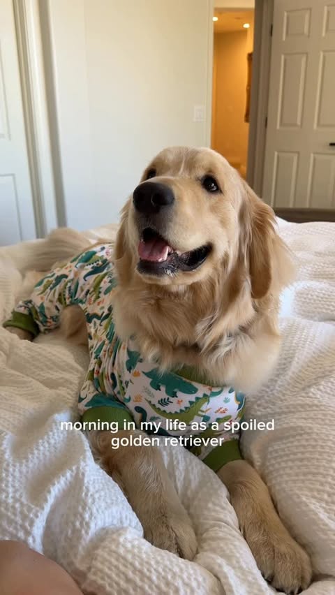 Instagram post by @brewthegoldenn for Chewy. Caption reads: [...] I eat to stay handsome year round! 😋💙....