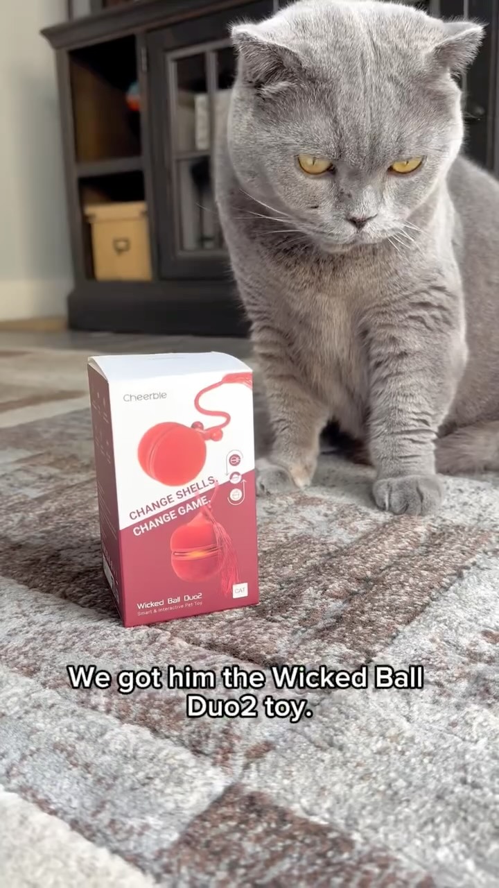 Instagram post by @busraalya for Cheerble. Caption reads: 🐾 Playtime with Sarlo! 🎾 

With Cheerble Wicked....