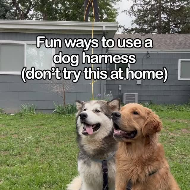 Instagram post by @hugo_themalamute for Petsafe. Caption reads: Fun ways to use the PetSafe Easy Walk Comfort....