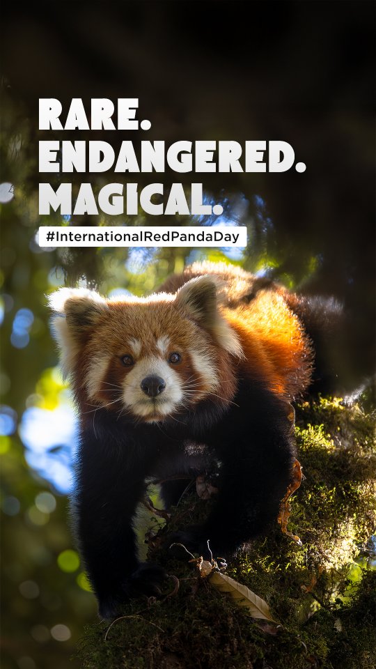 Instagram post by @swaroopsingharoy for Canon Italia. Caption reads: High in the Himalayas lives a creature many have....