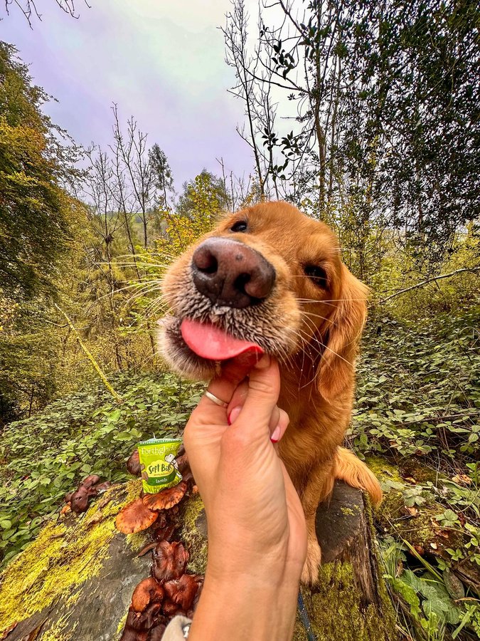 Instagram post by @fredrickandroyston for Forthglade. Caption reads: Autumn really has been autumning this year 😍....