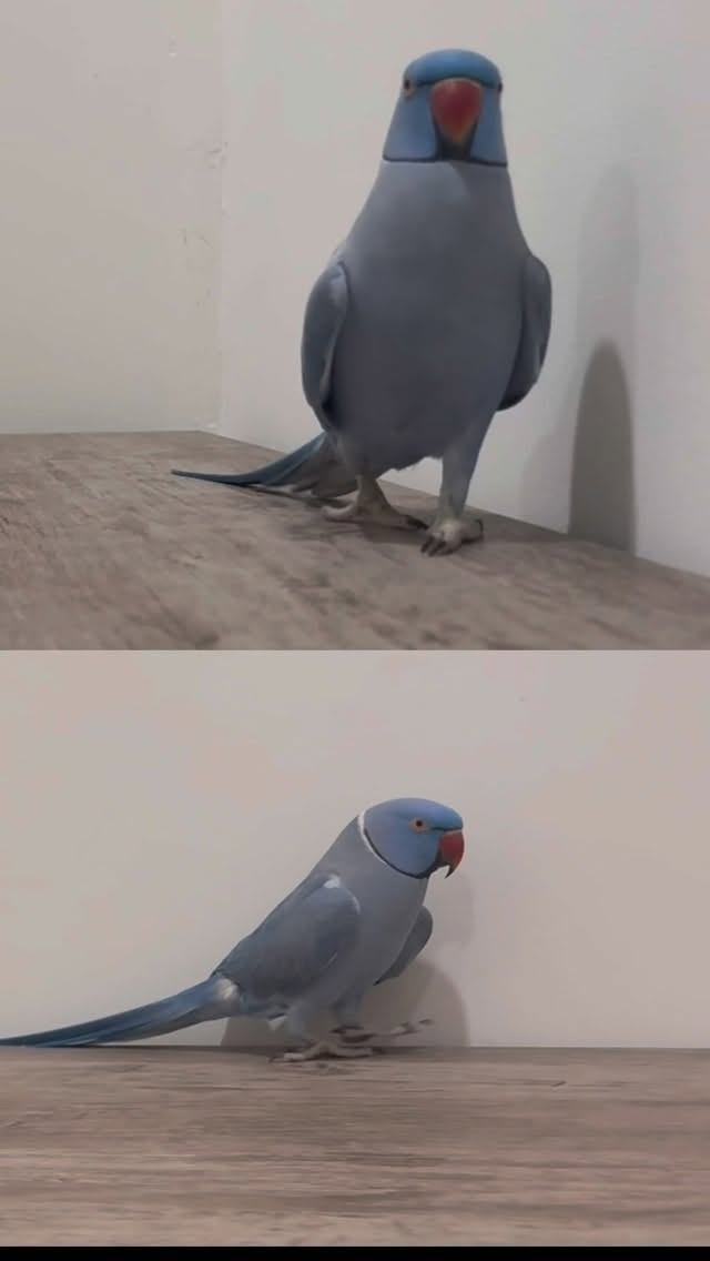 Instagram post by @thebluerio for PopSockets. Caption reads: Rio loves his new Kick-Out Grip by @popsockets 💙....