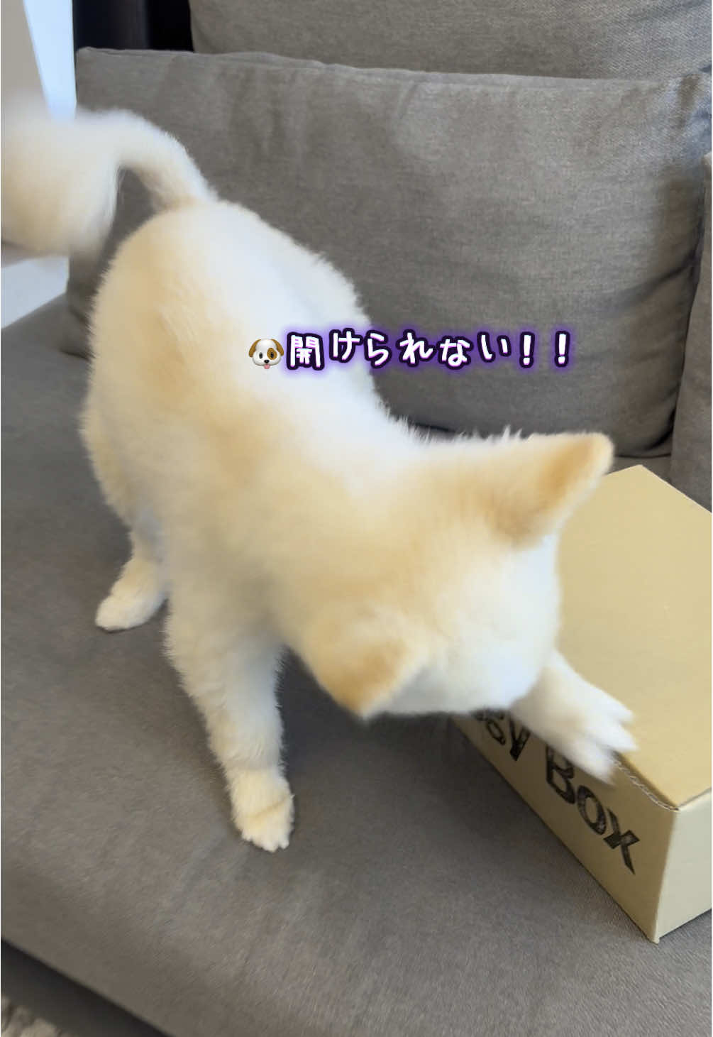TikTok post by @marshmallow_arch for Doggy Box. Caption reads: 5月のドギーボックスが届いたよ🤤❤️‍🔥今回のお気に入りは即決まりでした🍊 #ましゅまろ....