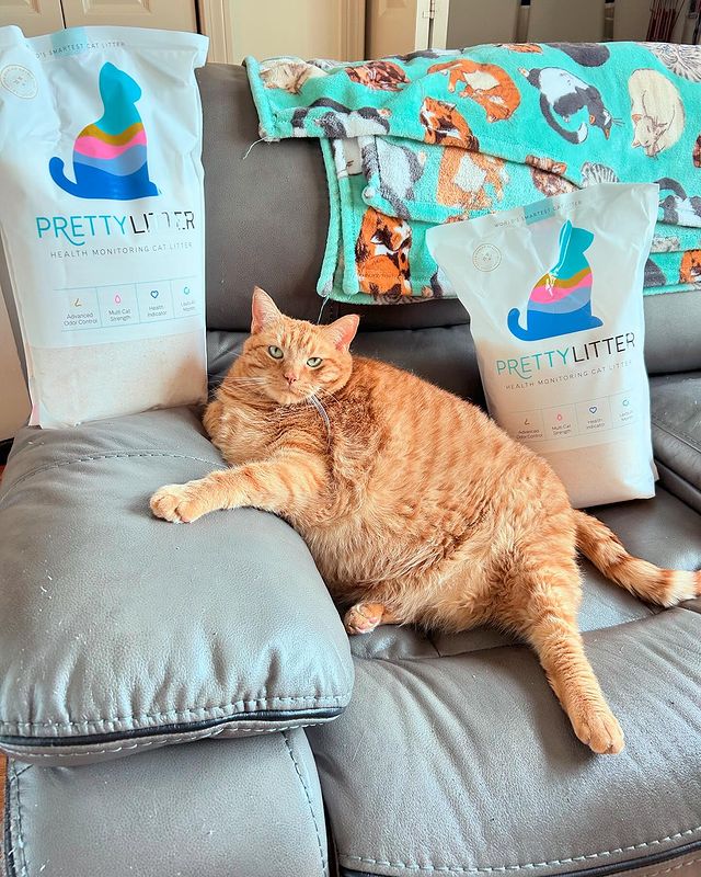 Instagram post by @lasagnaandbug for Prettylitter. Caption reads: when buggy has to go, buggy has to go .. and he....