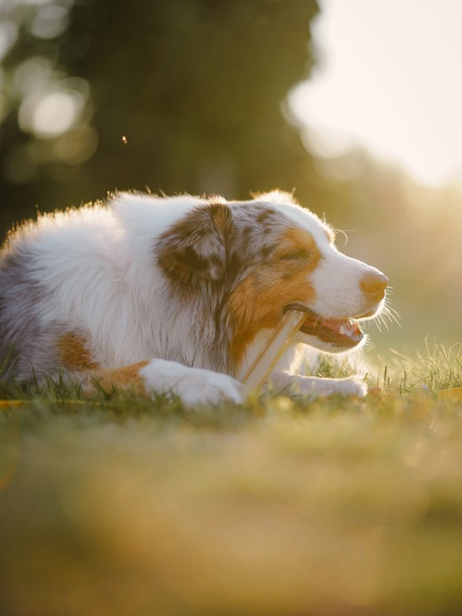 Instagram post by @life.of.bruce.the.aussie for ESSENTIAL FOODS. Caption reads: Bruce favorite treat 🐾❤️

The....