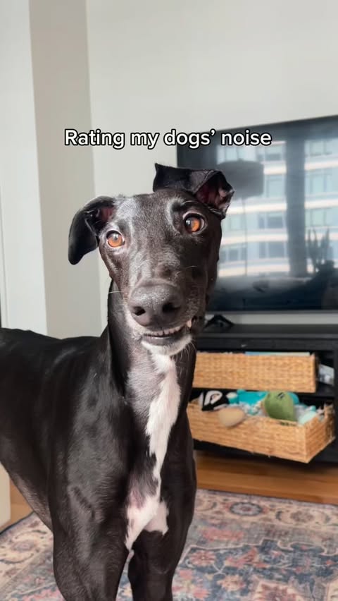 Instagram post by @milothepencildog for Open Farm Pet. Caption reads: Nothing fancy, just my dogs enjoying their....