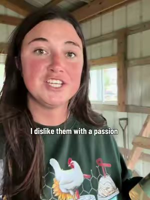 TikTok post by @tbcfarms for Reliant Pet. Caption reads: @Reliant Pet #chickens #chickencoop [...].