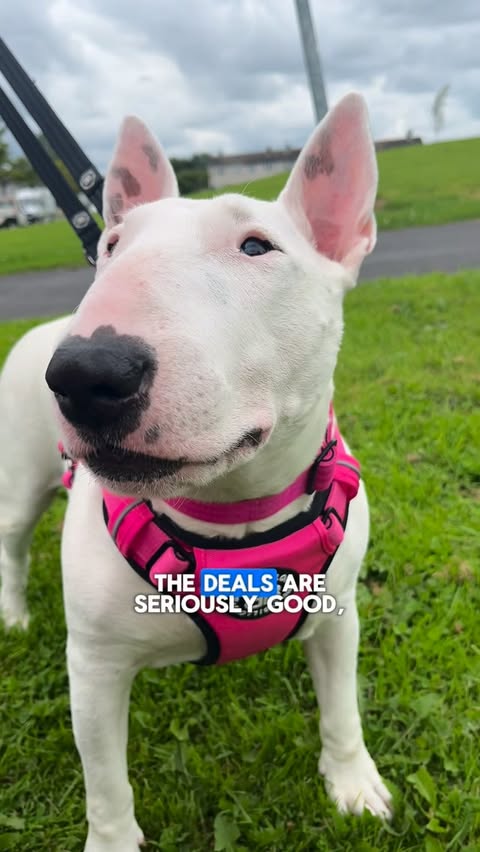 Instagram post by @cookie.and.nacho for BullyBillows. Caption reads: BullyBillows are smashing it this Black Friday,....