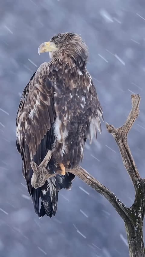 Instagram post by @marcin_nawrocki for National Geographic. Caption reads: The Eagle and the....