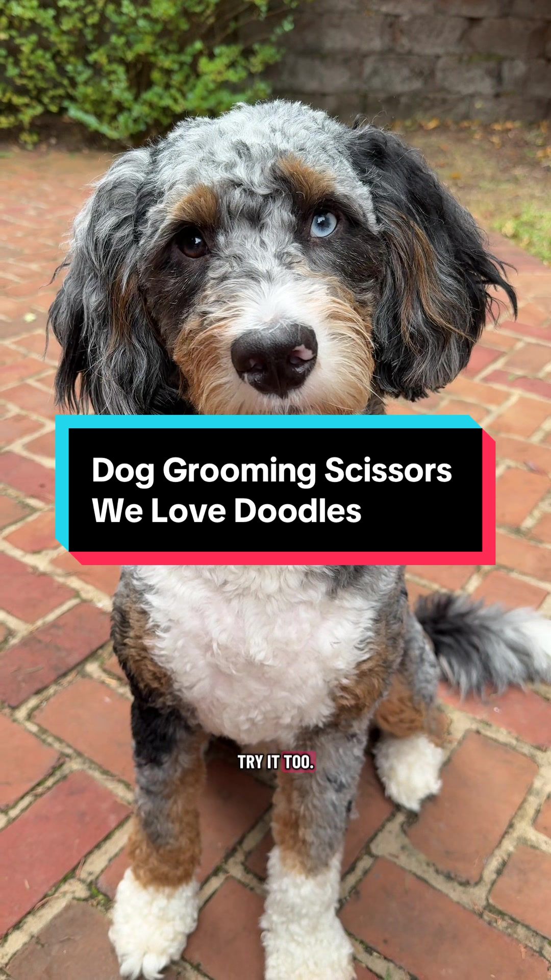 TikTok post by @archiethebernedoodle for We Love Doodles. Caption reads: [...] at home one small step at a time.....
