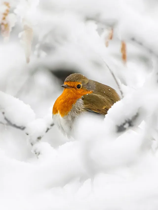 Instagram post by @aiko.sukdolak for Nikon DACH. Caption reads: 🎄✨Frohe Weihnachten / Happy Holidays / Feliz....