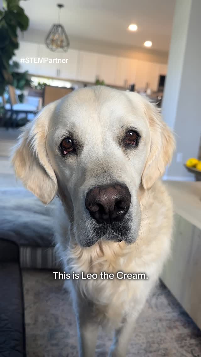 Instagram post by @leothecream for STEMforBugs. Caption reads: #STEMPartner Leo considers himself Head of Pest....