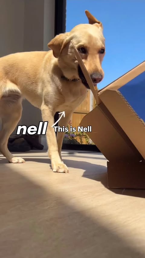 Instagram post by @nell.raiser for Butternut Box. Caption reads: We’ve officially made the switch to Butternut Box....