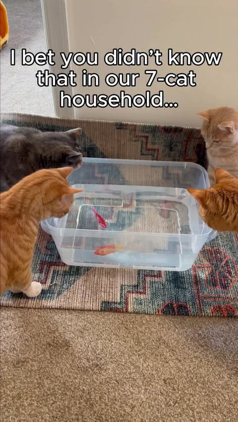 Instagram post by @nala.meetsworld for Chewy. Caption reads: It’s hard to keep up but @chewy Pharmacy delivers....