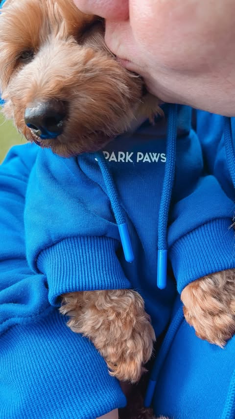 Instagram post by @chaos_the_doxiepoo for Spark Paws. Caption reads: [...] even the spare human wear our matching....