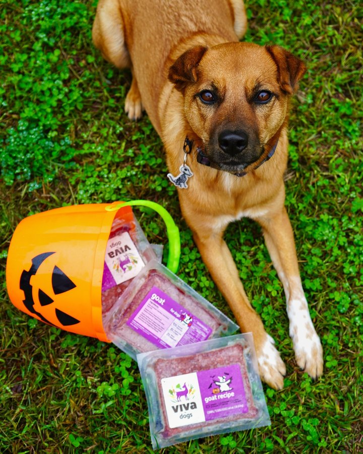 Instagram post by @our.eastcoast.tails for Viva Raw. Caption reads: [...] tummy, but she absolutely loves this....