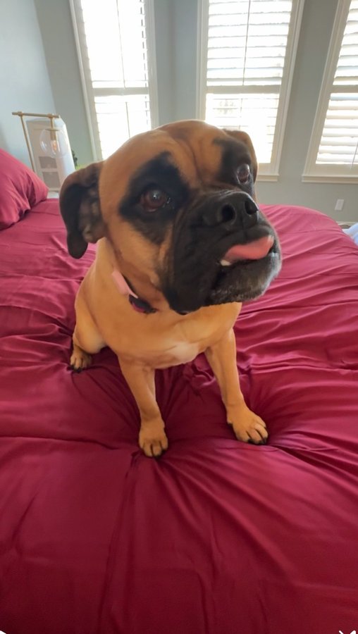 Instagram post by @orie_wellness for slashop. Caption reads: [...] that repels pet hair? 
🐾 🐶 🐱....