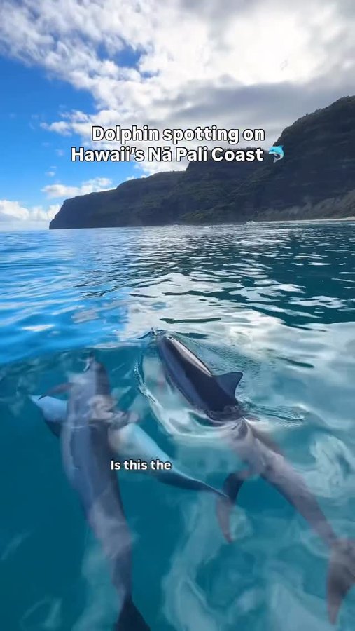 Instagram post by @heymeagan for Travel + Leisure. Caption reads: Being surrounded by hundreds of dolphins was....