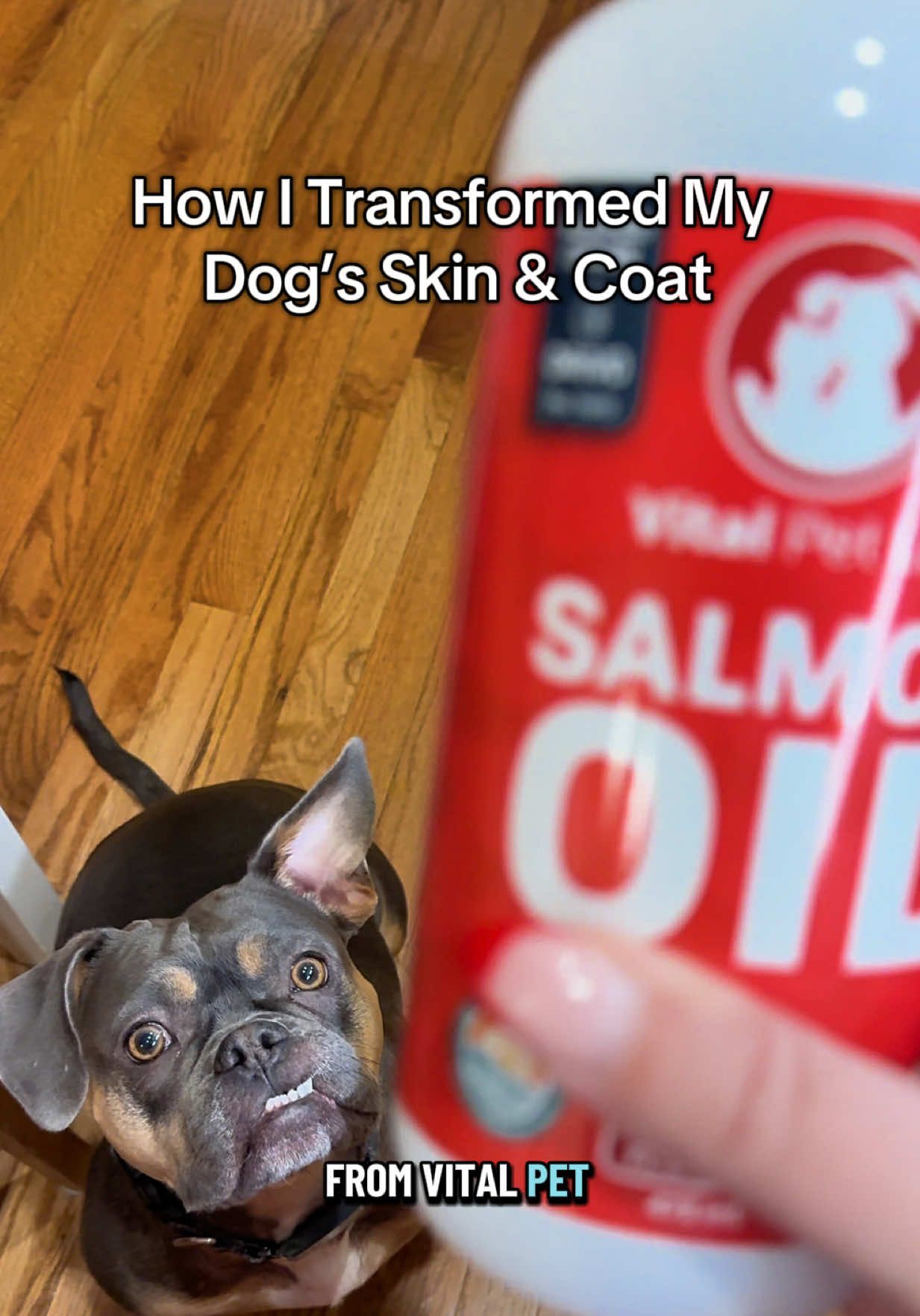 TikTok post by @bigglesworld for Vital Pet Life. Caption reads: [...] her coat has never looked better 🙌 @Vital....