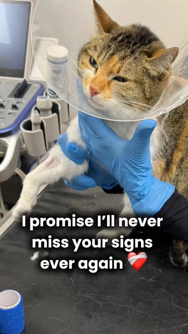 Instagram post by @mrs.miuki for Siipet. Caption reads: AD✨Earlier this year Yuki was seriously ill, she....