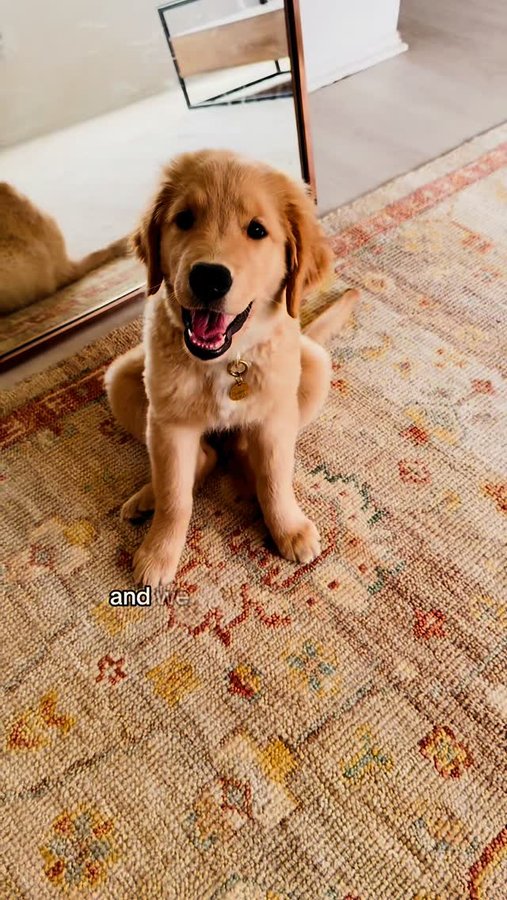 Instagram post by @finleythegoldenbear for Rugs USA. Caption reads: [...] Masterpiece Collection. Check out the Rugs....