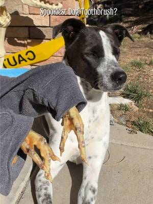 TikTok post by @rosiedog2020 for King Lou. Caption reads: King Lou’s whole chicken feet are being called....