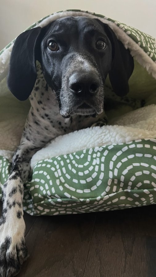 Instagram post by @leroy_ky_gsp for Snoozer Pet Products. Caption reads: Chillier temperatures are coming ❄️🎄 Be sure to....
