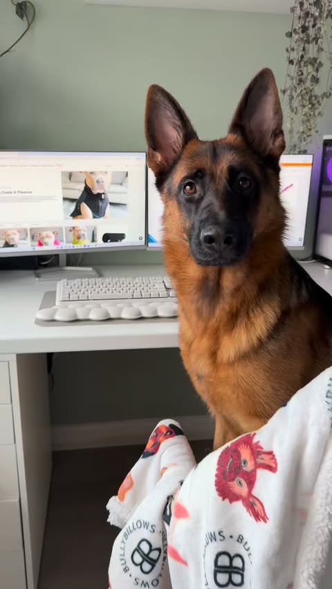 Instagram post by @_gsdbear for BullyBillows. Caption reads: [...] chance to get your paws on their....