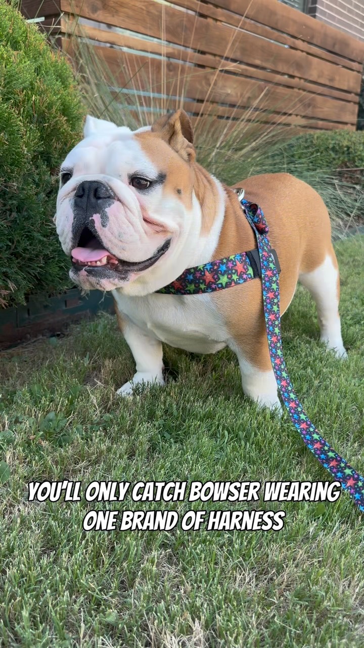 Instagram post by @bowser_the_english for Bullhug. Caption reads: [...] for Bulldogs ❤️ #ad #englishbulldogs....