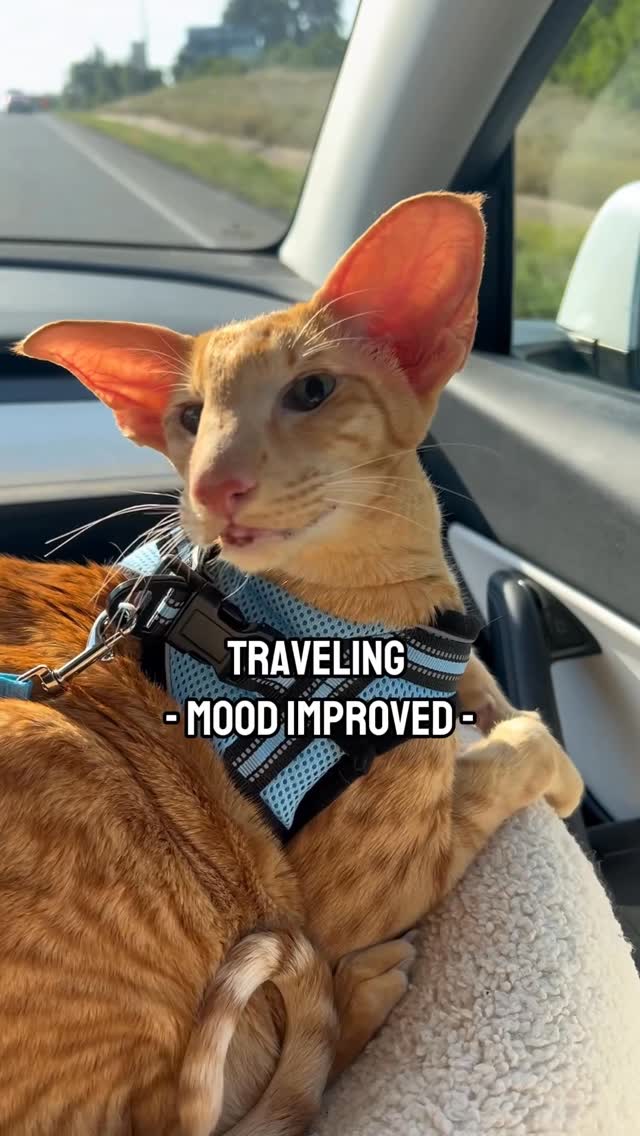 Instagram post by @oriental_shorthair_squad for Rabbitgoo. Caption reads: [...] an automatic discount on the harness!....
