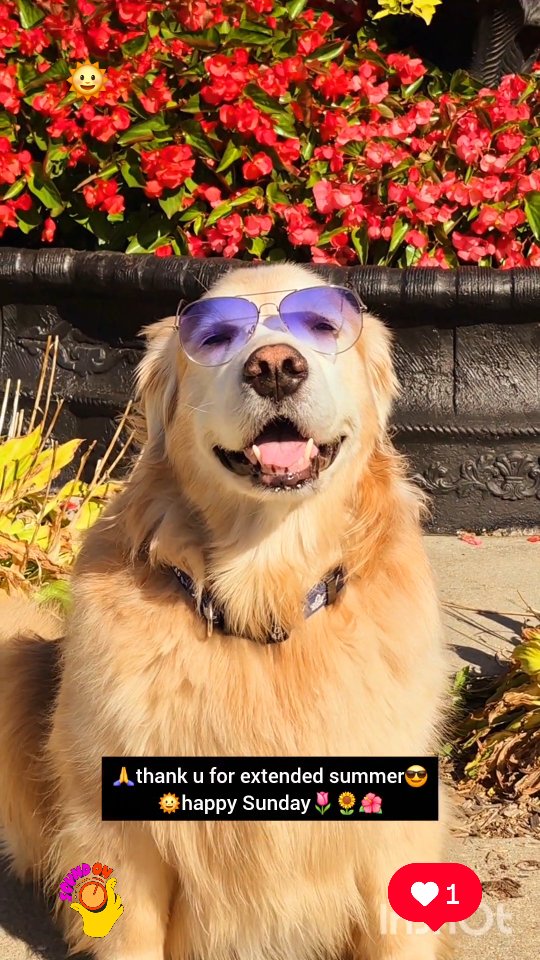 Instagram post by @shaggythegoldenone for Amazon Pets. Caption reads: 🌺 I can't believe it is still summer when it's....
