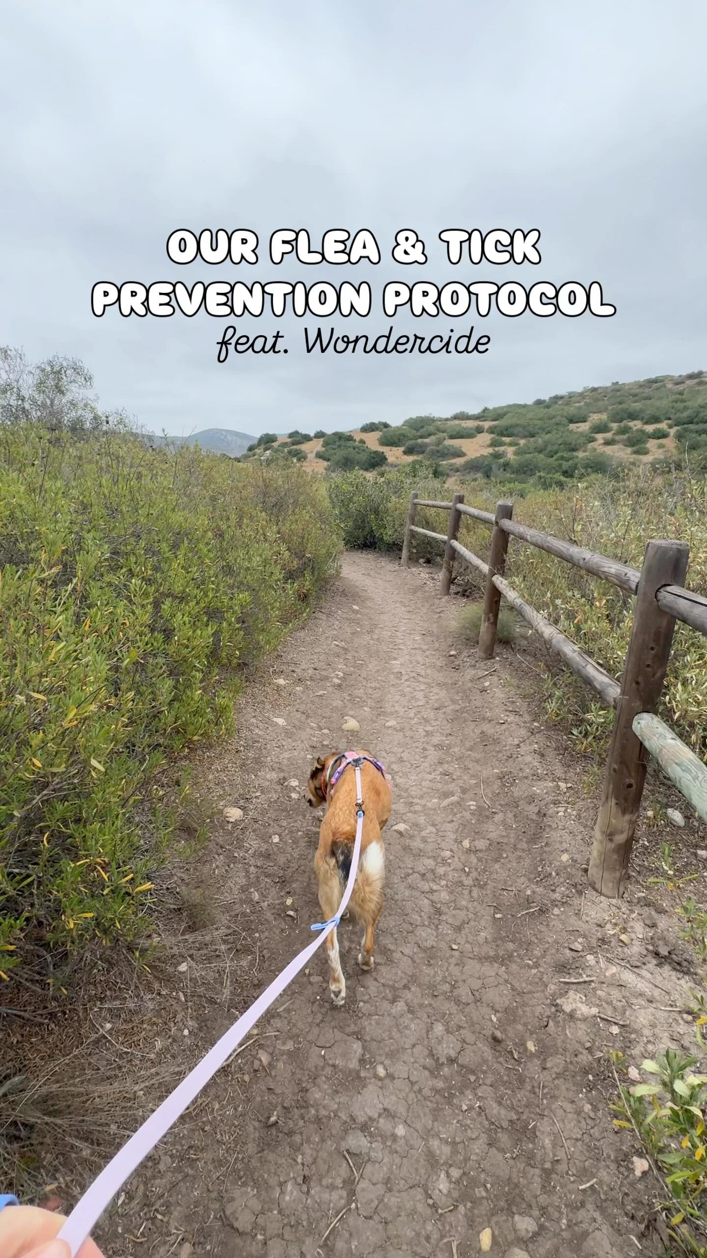 Instagram post by @kotaspen for Wondercide. Caption reads: [...] what I use to keep my dog protected: -....